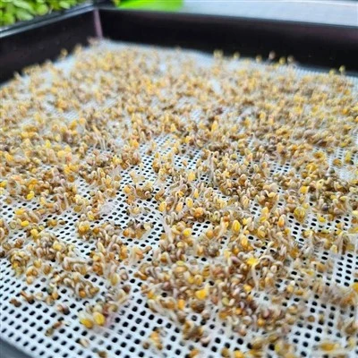 Reusable Silimon Mat For Baking And Microgreen Grow Medium